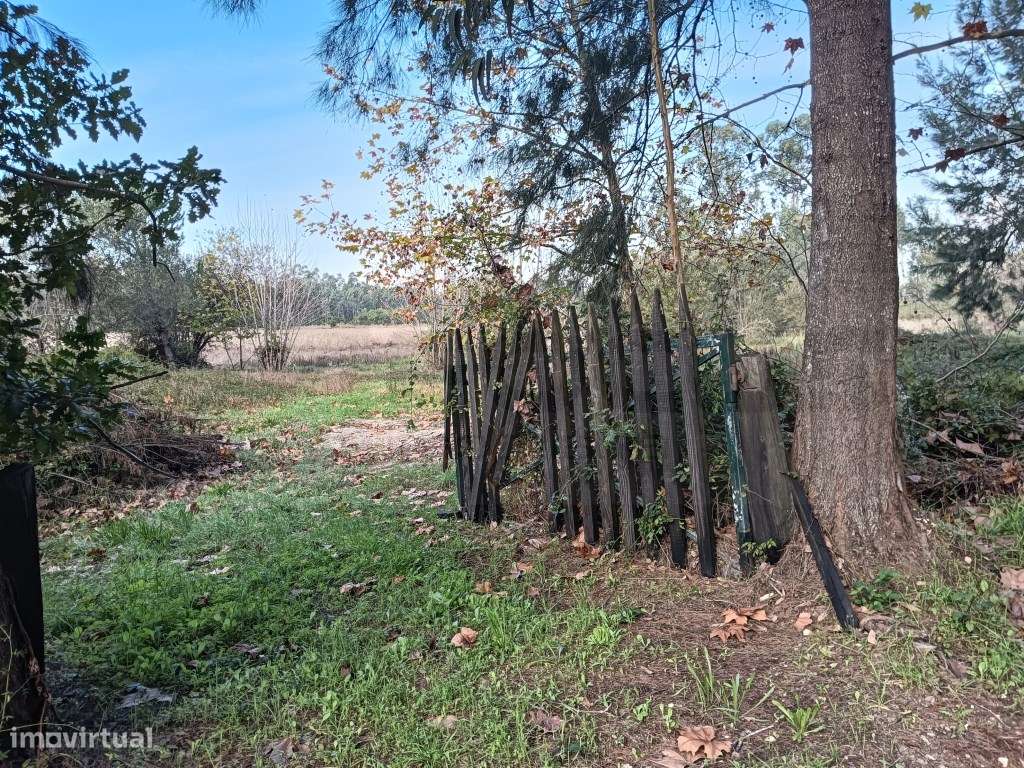 Terreno / Quinta com 6 hectares junto ao rio Boco - Vagos - Grande imagem: 5/22