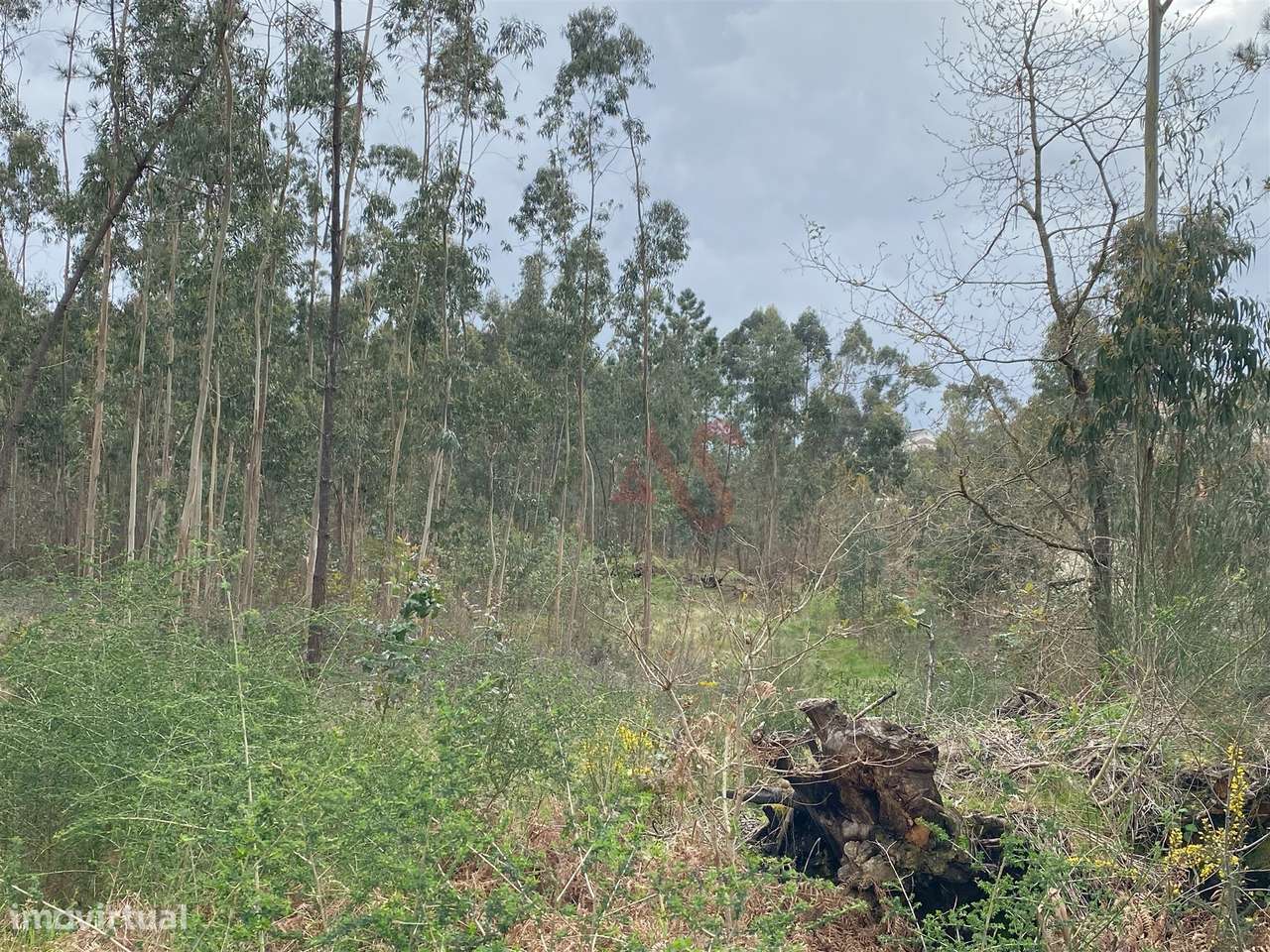 Terreno rústico com 8.000m2 em Lustosa, Lousada - Grande imagem: 5/6