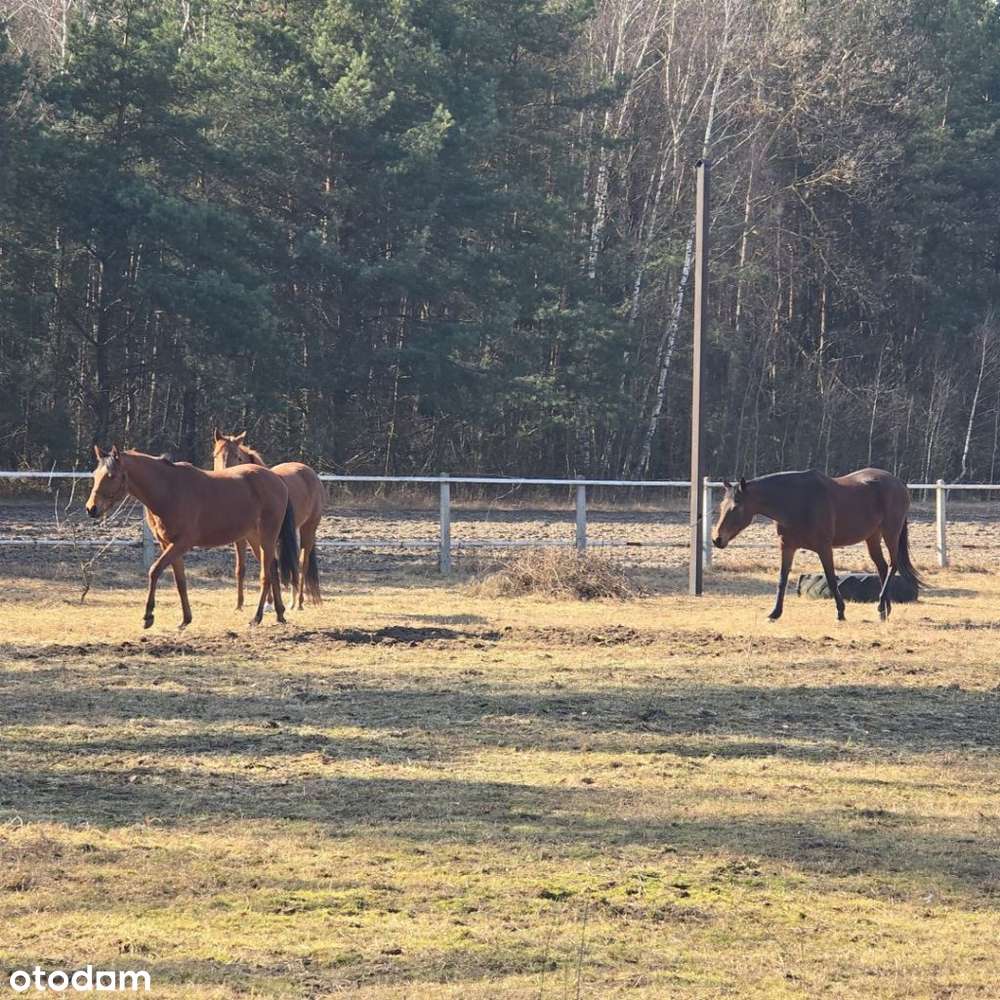 Urokliwa okolica czysty leśny klimat blisko miasta-9