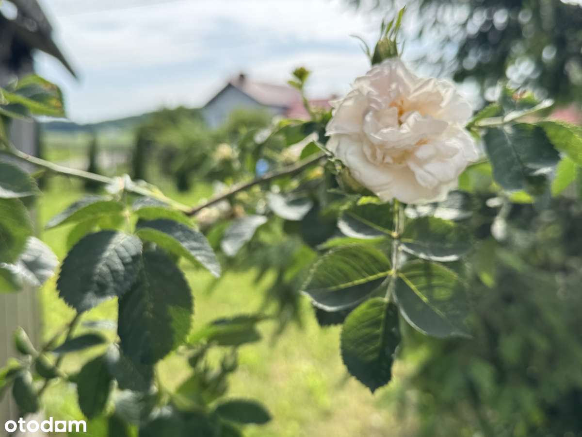 Kameralny dom z działką 28 arów pod Miechowem - Pełny obrazek: 4/20