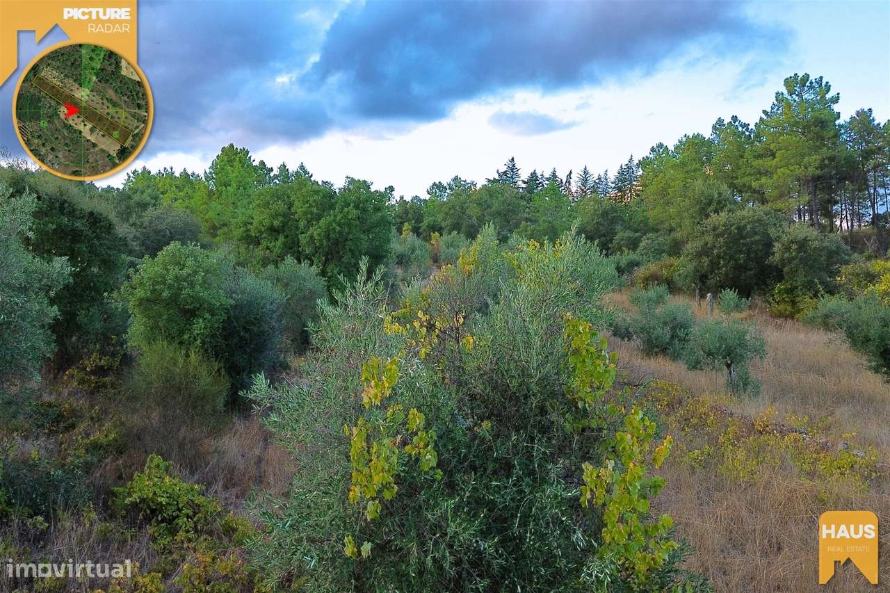 Terreno Rústico 2.300m² c/ Muros de Pedra – Juncal do Campo-14