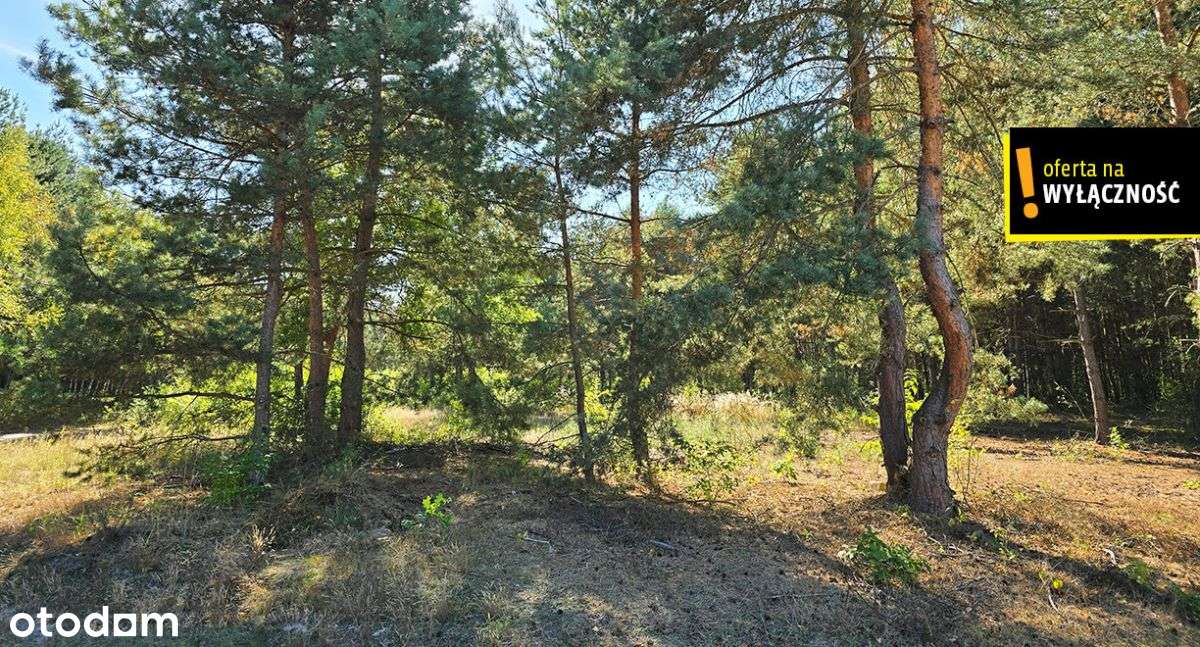 Rezerwacja-siedlisko - 3,46 ha z domem do remontu - Pełny obrazek: 4/8