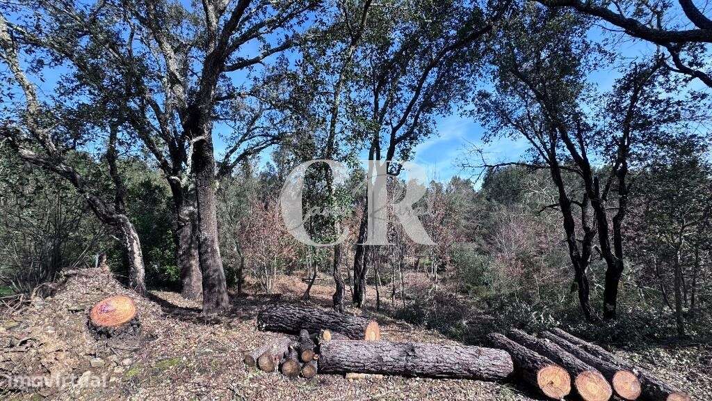 Ruína para reabilitar com terreno - Grande imagem: 5/6