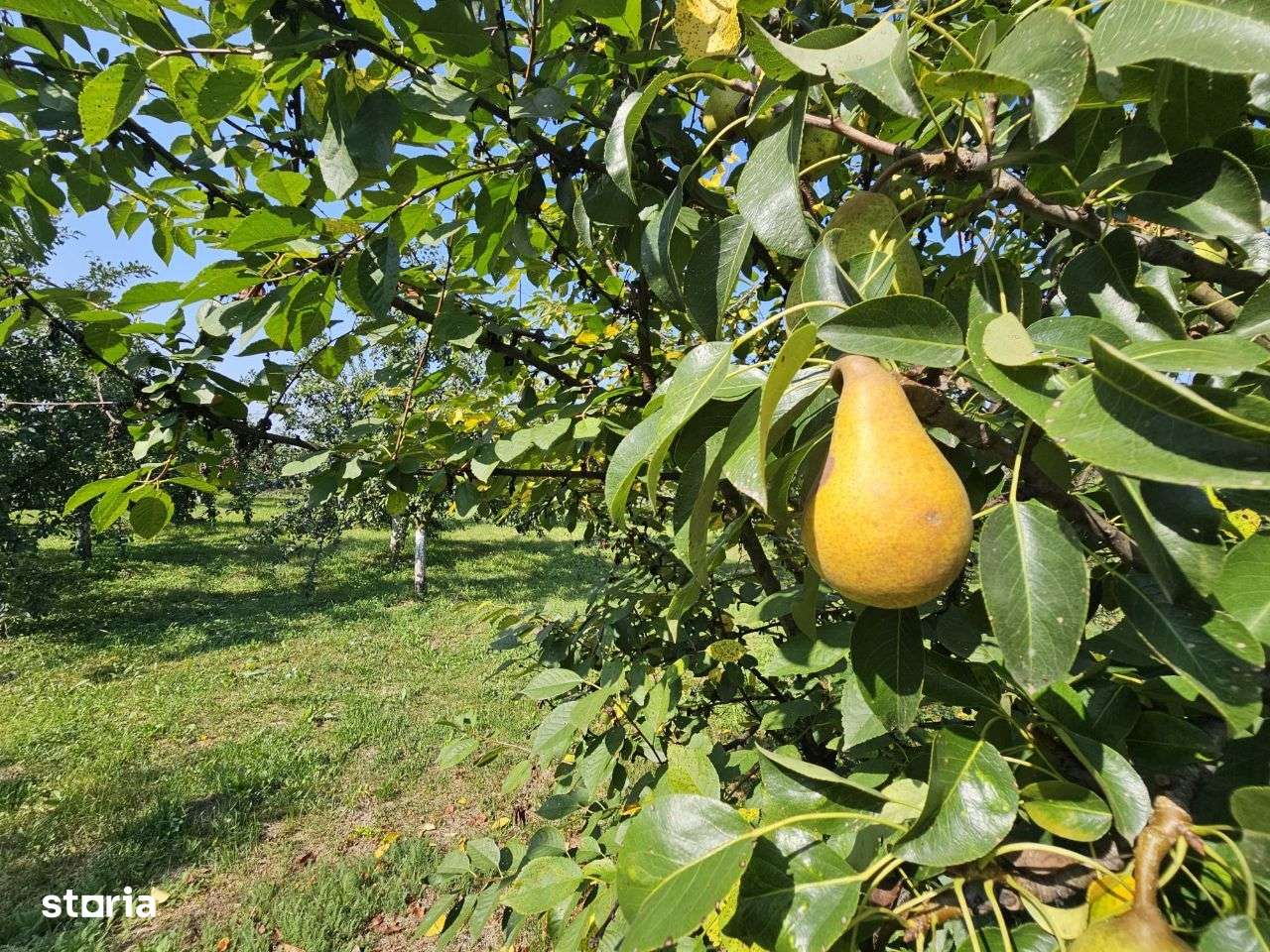 Comision 0%!! Teren intravilan Alios 3000 mp - livada / utilitati ! - Imagine principală: 2/8