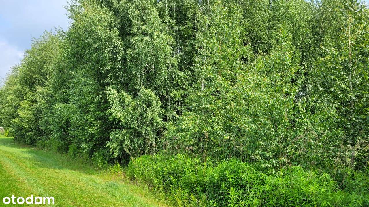 Działka budowlana 850m2 z MPZP - Dachowa gm. Kórnik, - Pełny obrazek: 5/8