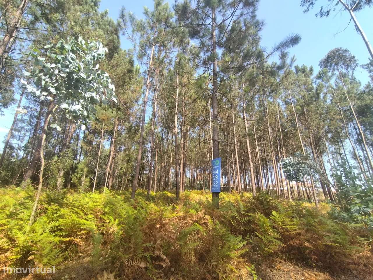 Terreno / Construção / Bidoeira de Baixo / Leiria - Grande imagem: 5/5