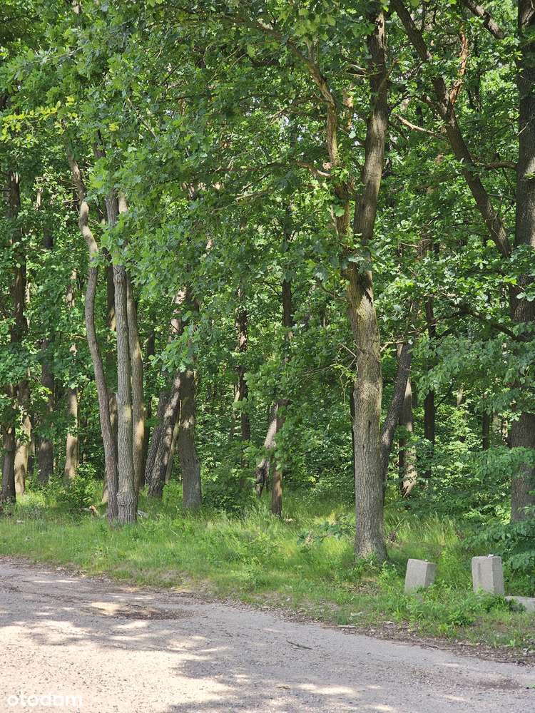 Kierszek - działka 1700 m2 obok Lasu Kabackiego!-3