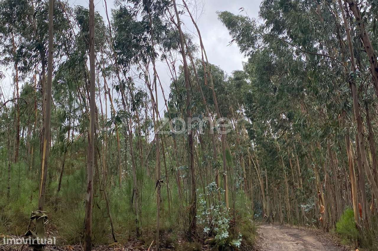 Terreno Rústico 1,6520 ha em Torres Vedras-6