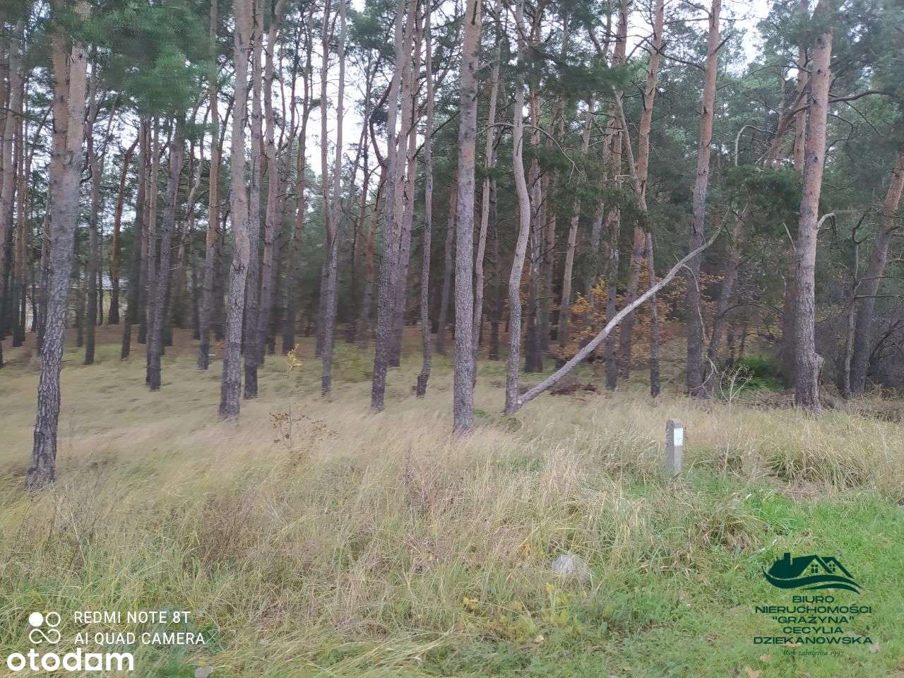 Ciechocinek - sprzedam las - Pełny obrazek: 5/7