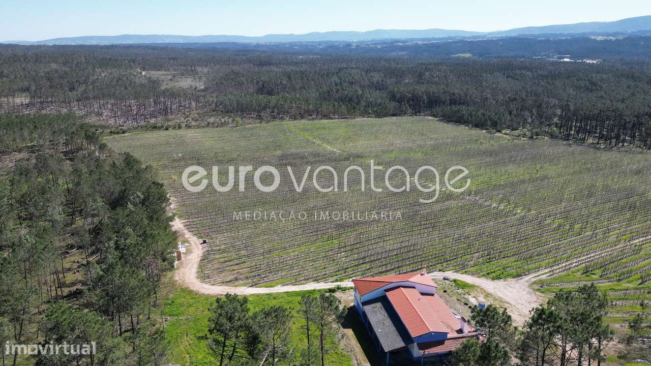 Quinta com Pomar e Moradia em Alpedriz – Alcobaça - Grande imagem: 5/8