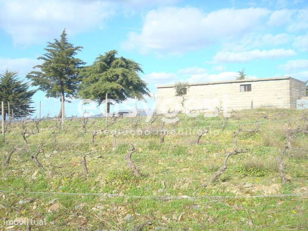 Excelente terreno agrícola em Vila nova de Foz Côa - Grande imagem: 2/12