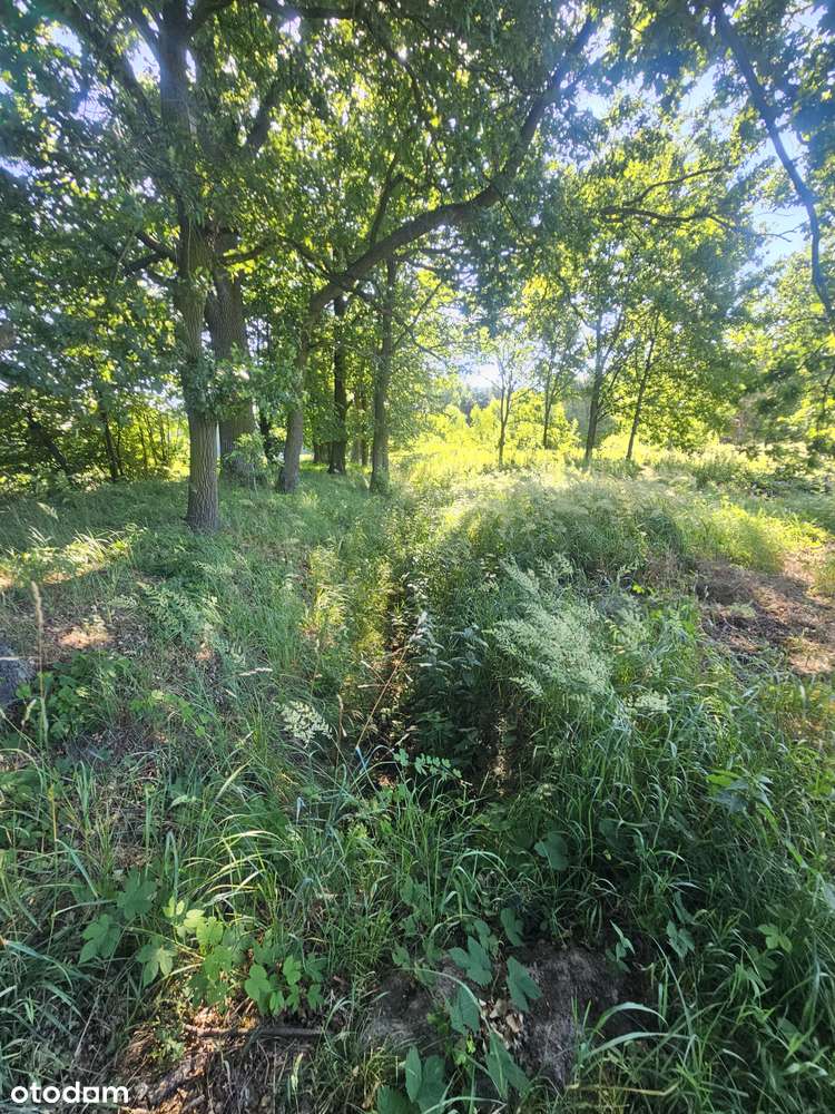 POLECAMY sprzedaż działki budowlanej w Chwałowicach-3