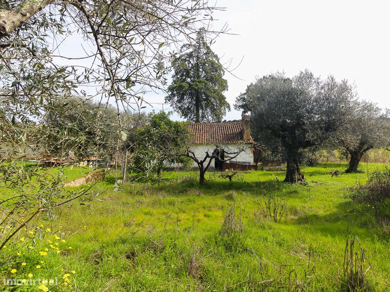 Terreno com cerca de 1 Hectare-18