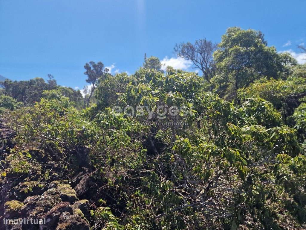 Terreno com 31944m2 no Cabeço Chão na Madalena Ilha do Pico - Grande imagem: 5/15
