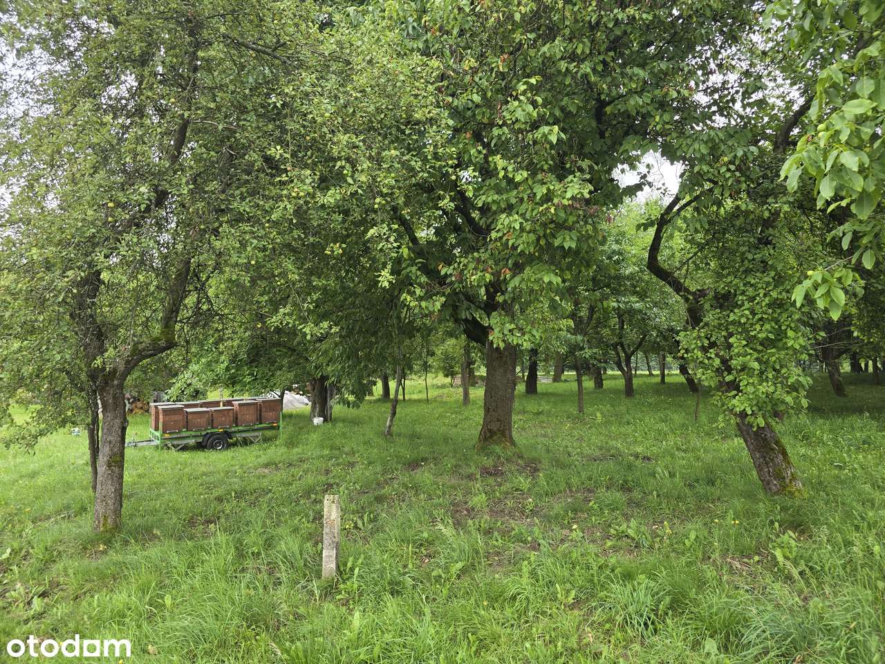 2,6Ha Wola Rafalowska 88 Ogromna dzialka dom media  5 działek - Pełny obrazek: 1/1