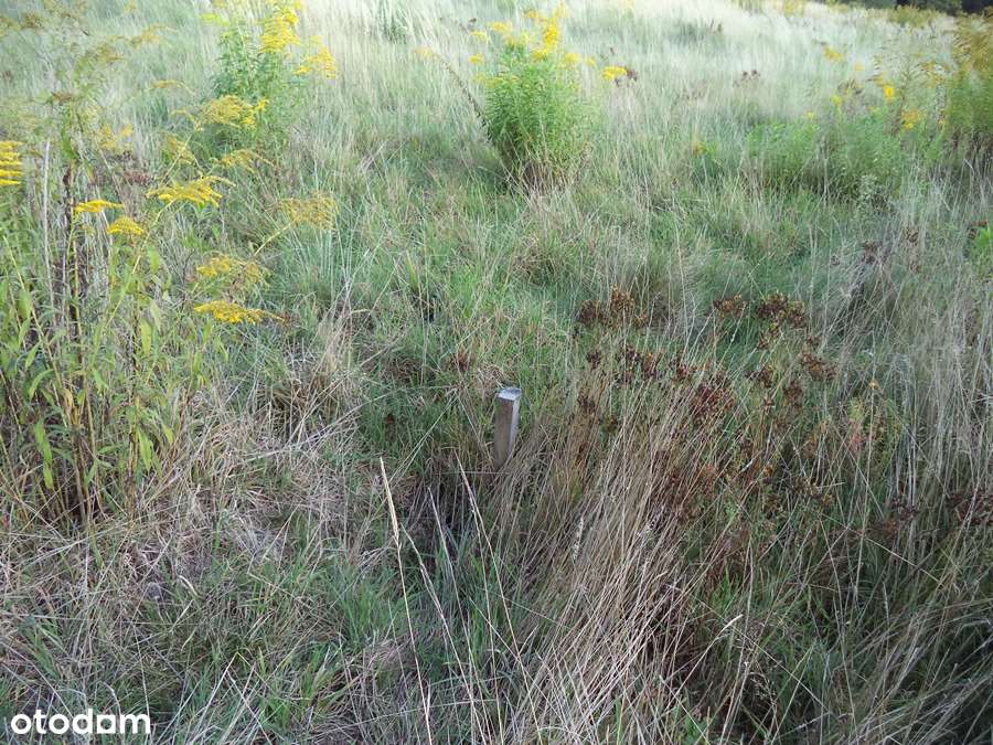 Działka w Lipinkach Łużyckich z warunkami zabudowy - Pełny obrazek: 5/10