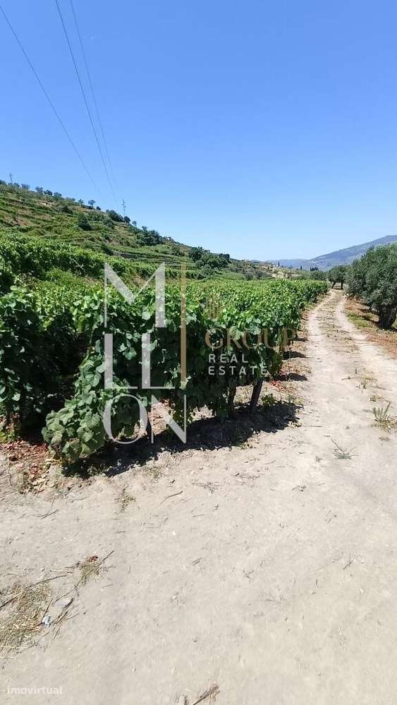 Quinta com 3 hectares e vistas desafogadas para o rio Douro-9