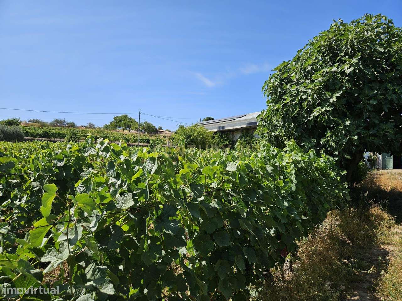 Encantadora Moradia em São João da Pesqueira, Viseu - Grande imagem: 4/53