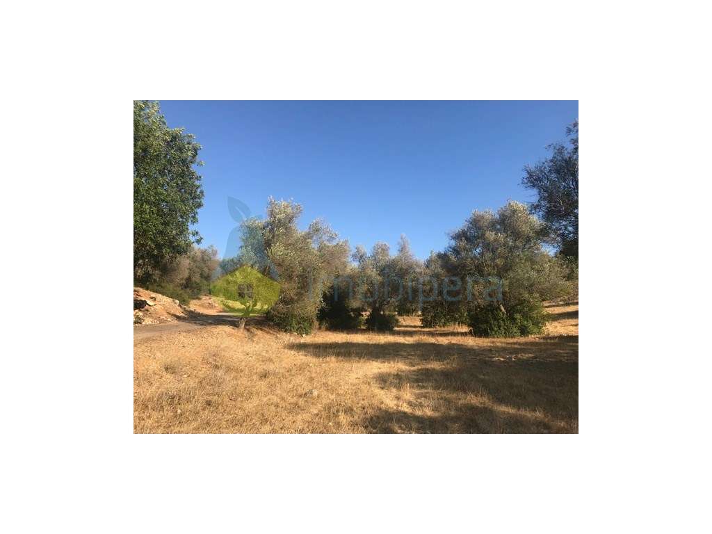 EXCELENTE TERRENO RÚSTICO COM DUAS PARCELAS - Grande imagem: 5/15