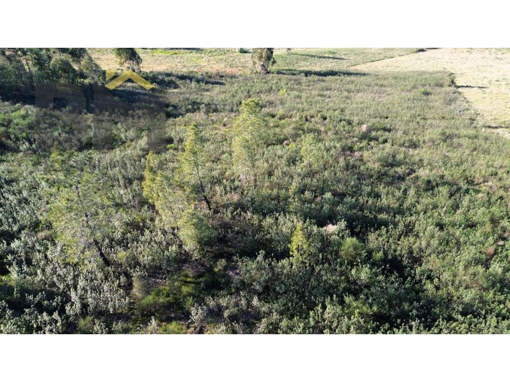 Terreno Rústico com 17.480 m² para venda em Juncal do Campo! - Grande imagem: 5/10