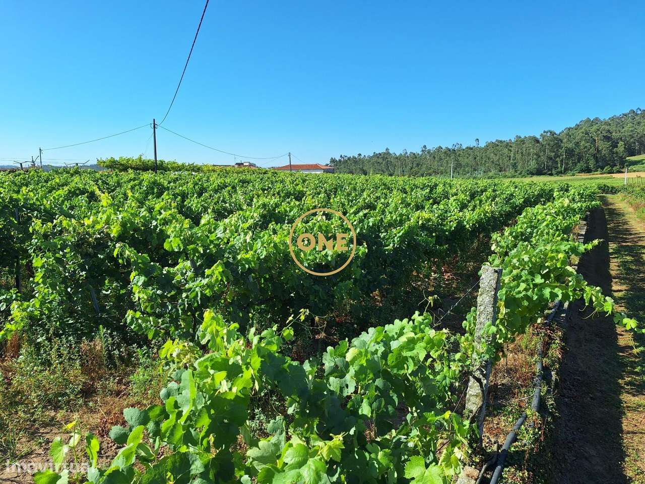Terreno de 2,5 hectares com produção agrícola, uvas e kiwis com área p - Grande imagem: 4/22