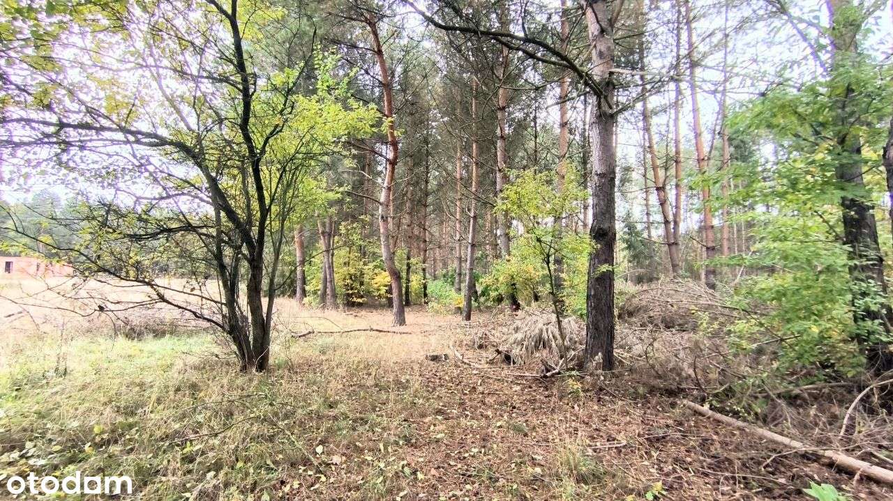 Okolice Zalewu Grzymek .-1