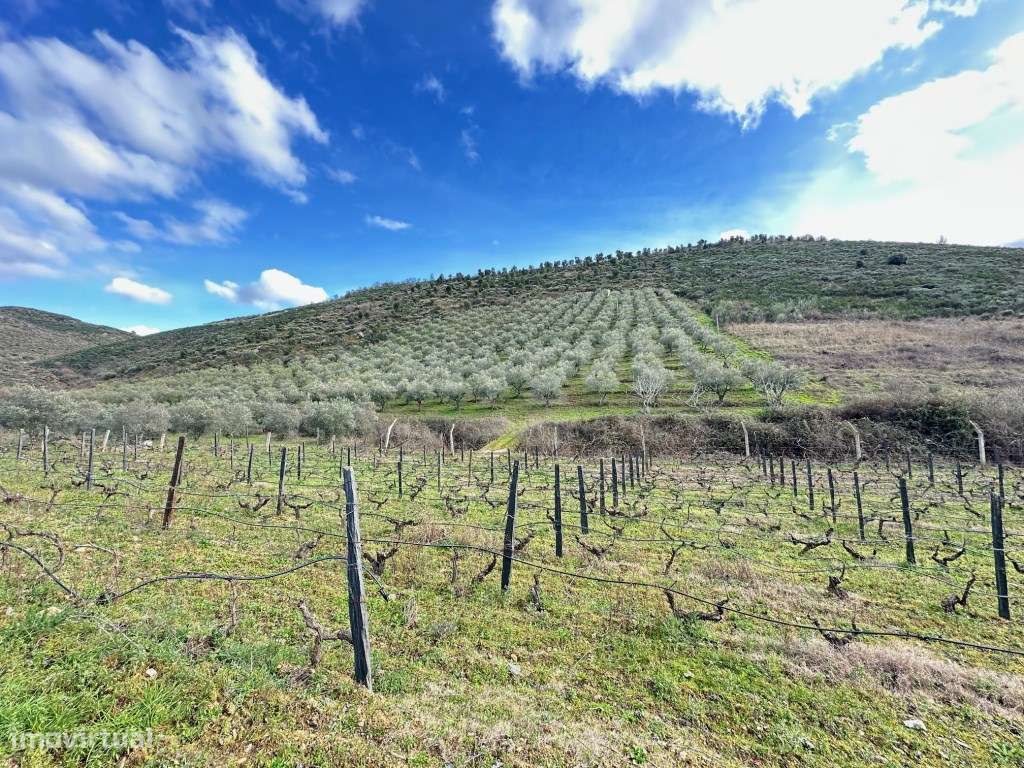 Excelente Terreno Rústico em Poiares com vinha, olival e sobreiros ... - Grande imagem: 4/18