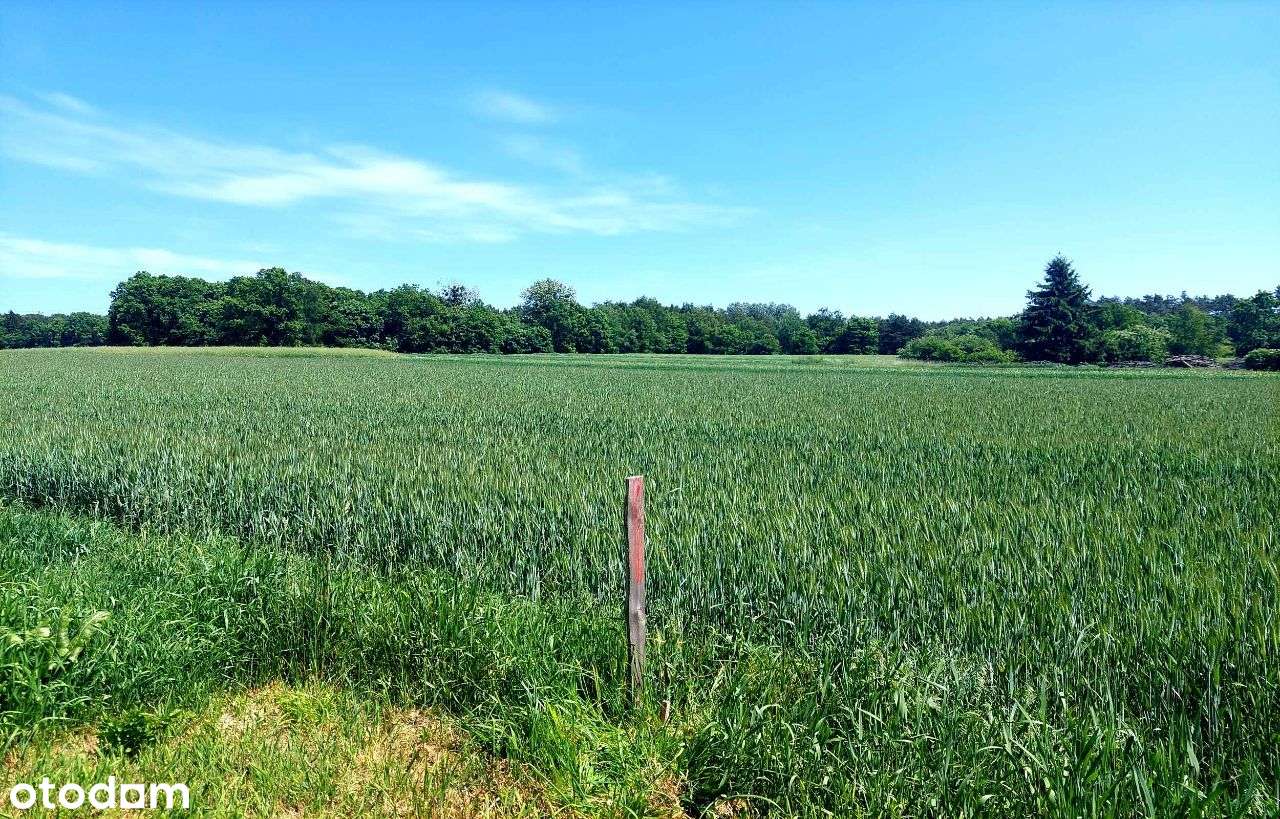 działka budowlana blisko lasu,Topola, gmina Izbica - Pełny obrazek: 4/16