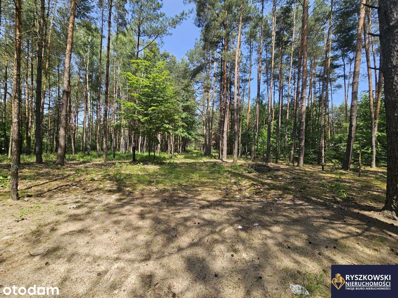 Działki budowlane 5 sztuk 10 ar każda Trzepieciny - Pełny obrazek: 3/11