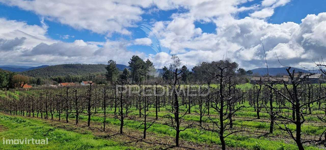 Fantástico terreno com árvores de fruto - Grande imagem: 2/11