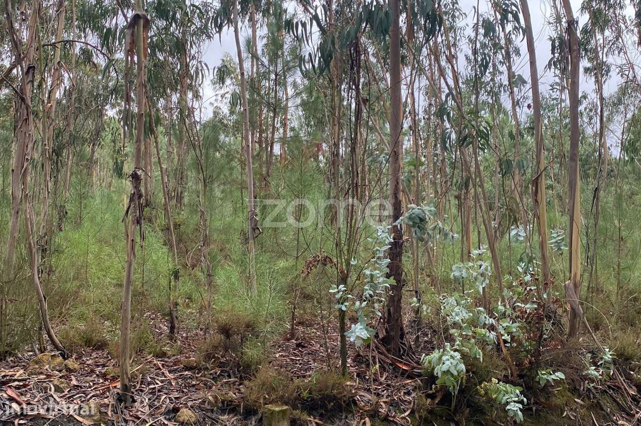 Terreno Rústico 1,6520 ha em Torres Vedras - Grande imagem: 5/15