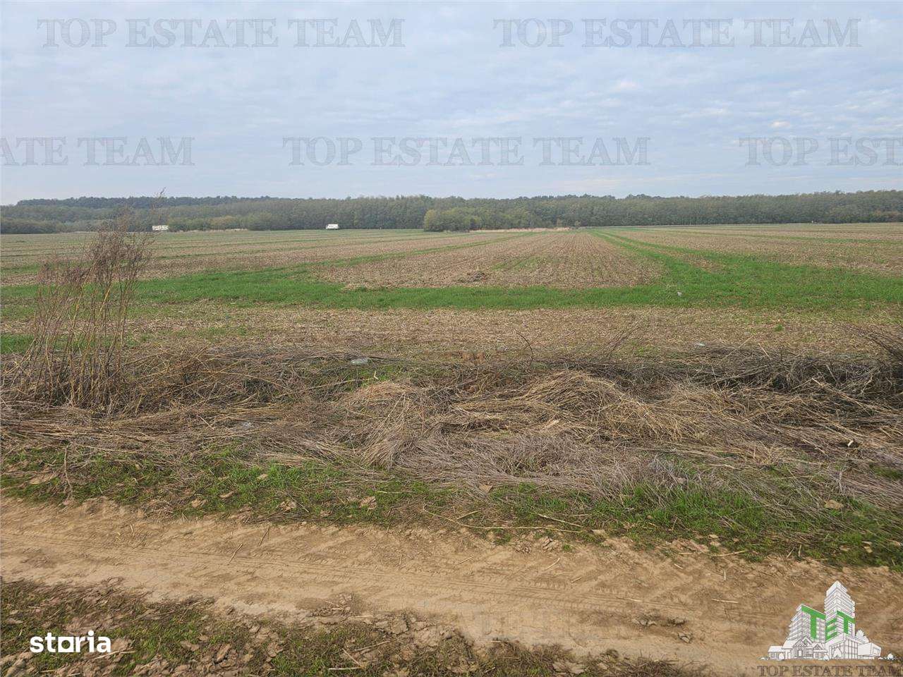 Teren 7500mp in liziera padurii in Dragomiresti-Deal - Imagine principală: 3/3