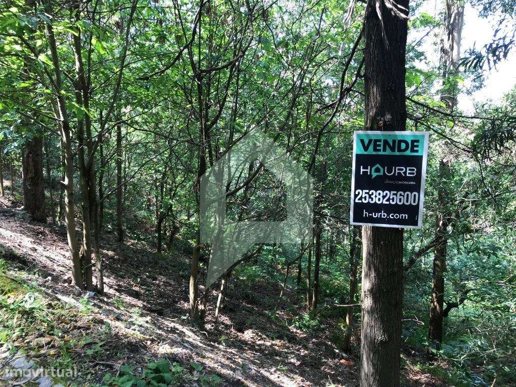 Pinhal com dois acessos, Carvalhal, Barcelos - Grande imagem: 4/10