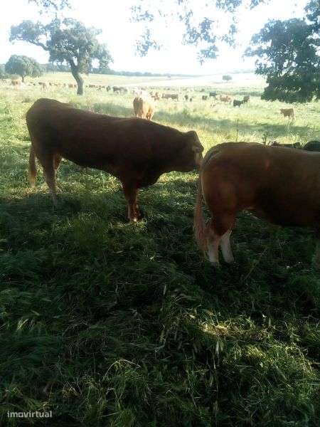 Herdade Gado máquinas 145 hectares São Romão Vila Viçosa para Venda - Grande imagem: 4/10