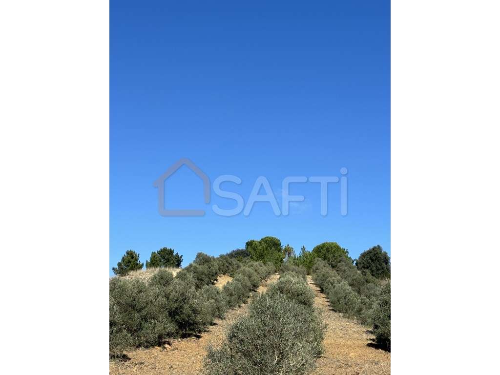 Terreno Com Oliveiras Arruda dos Pisões - Grande imagem: 3/4