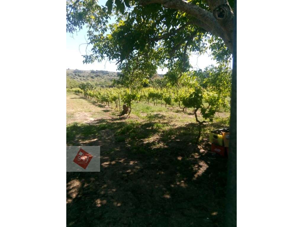 Terreno com 4.400m2 na Quinta do Anjo - Grande imagem: 3/4