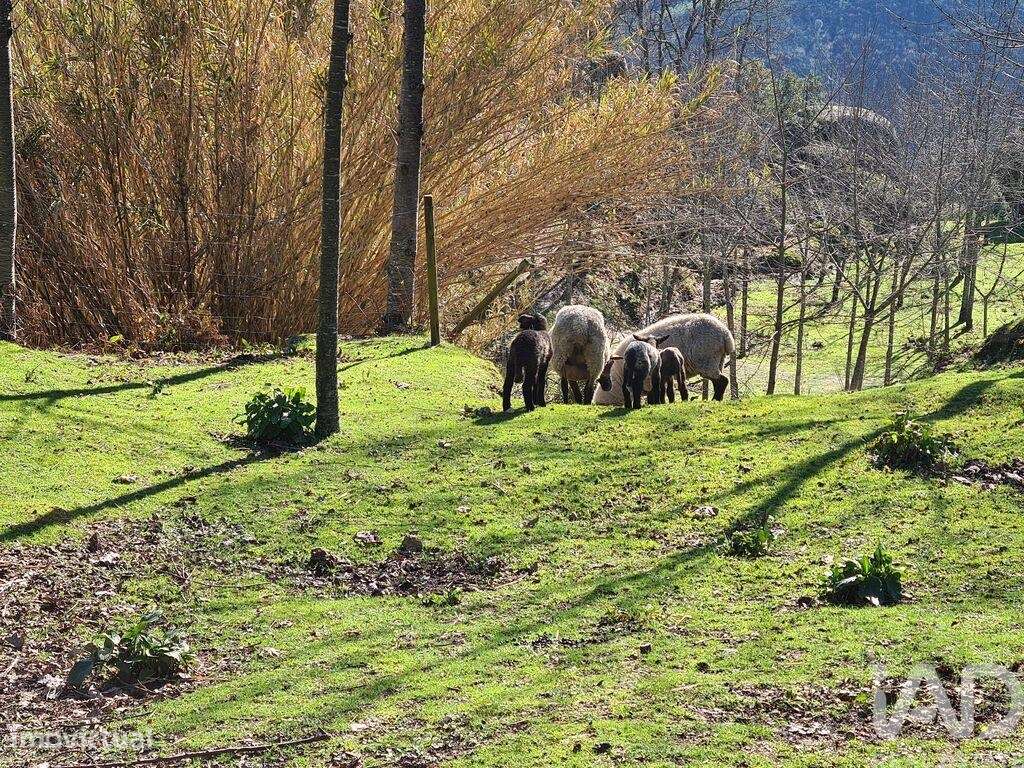 Quinta T2 em Lagos Da Beira E Lajeosa de 32320,00 m2 - Grande imagem: 4/30