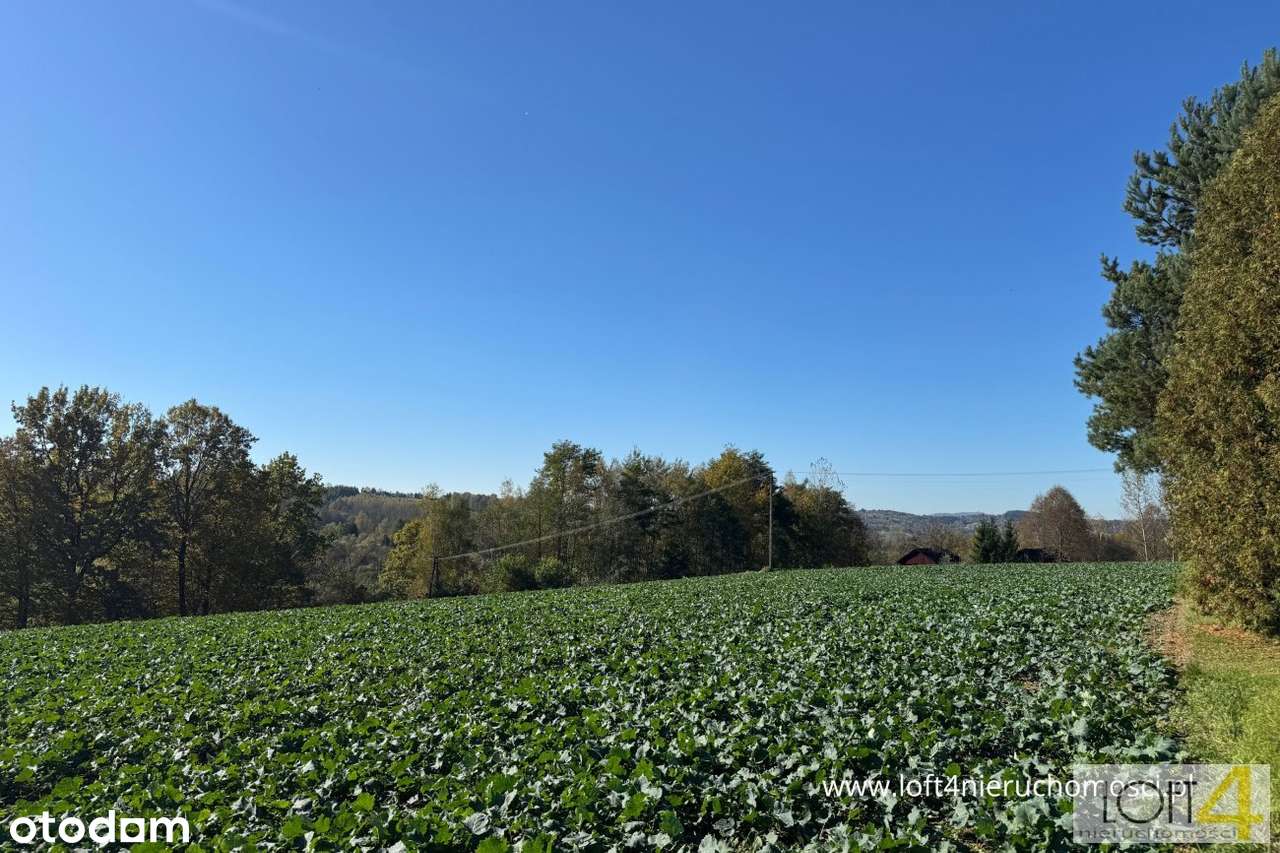 Interesująca rzadka, okazja - wiele możliwości - Pełny obrazek: 5/17