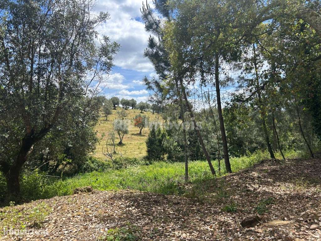 2 Terrenos rústicos - Pardielas, Ferreira do Zêzere - Grande imagem: 2/8