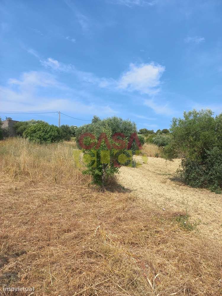 Terreno Rústico  Venda em Assentiz,Torres Novas-13