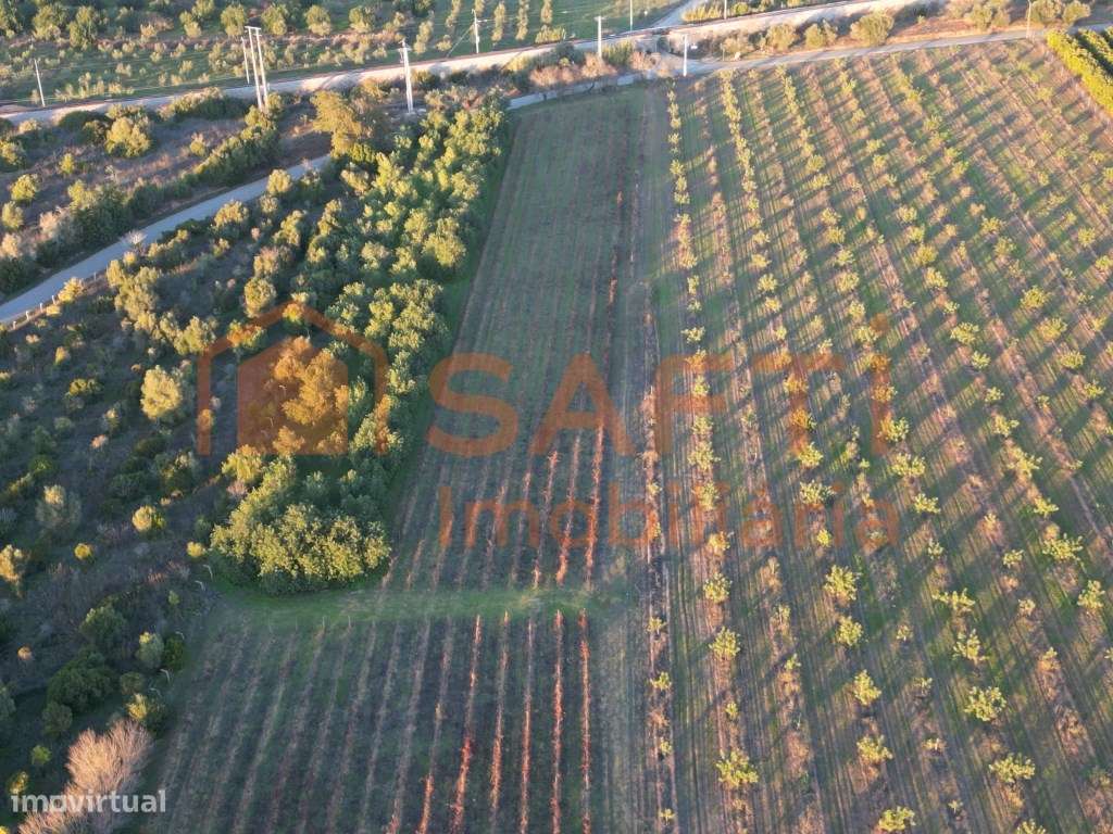 Terreno rústico com vinha em Algoz - Grande imagem: 4/12