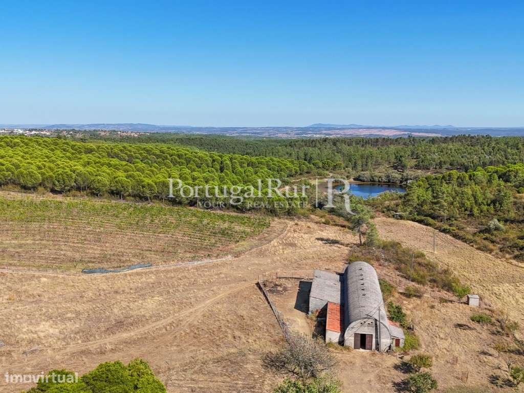 Herdade Vinícola com 33ha e adega equipada perto de Castelo Branco - Grande imagem: 5/60