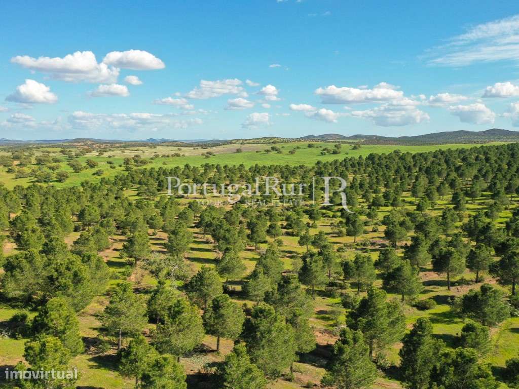 Herdades de Caça com 1300 Hectares, junto do rio Guadiana-33