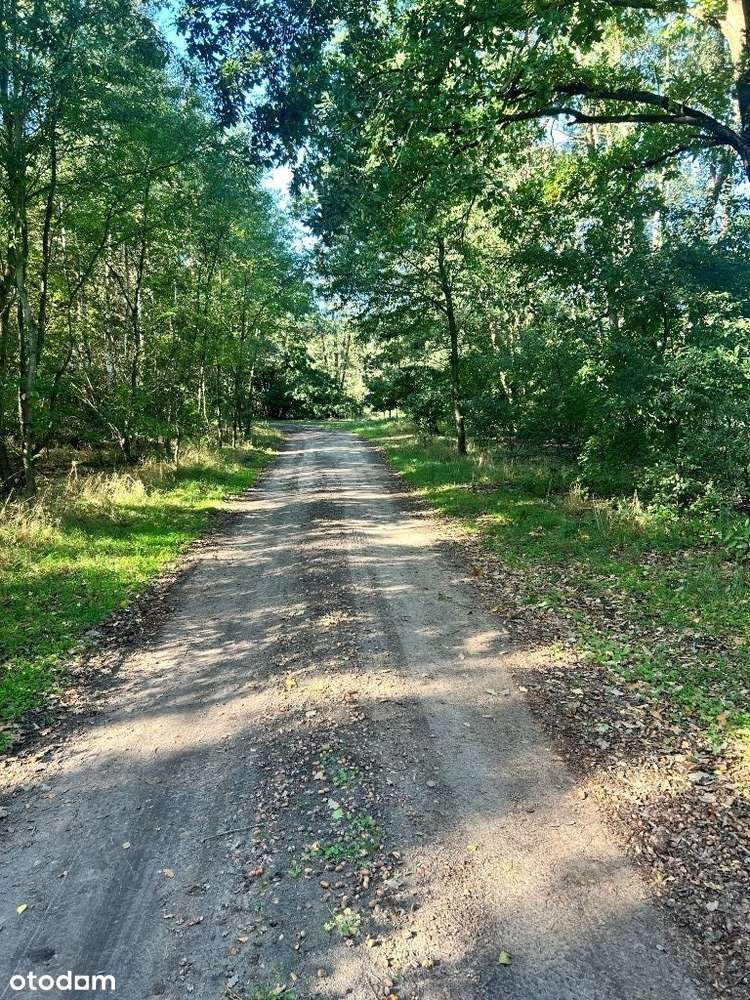 Cudowna działka budowlana. W krainie jezior, lasów, ciszy i natury. - Pełny obrazek: 5/20