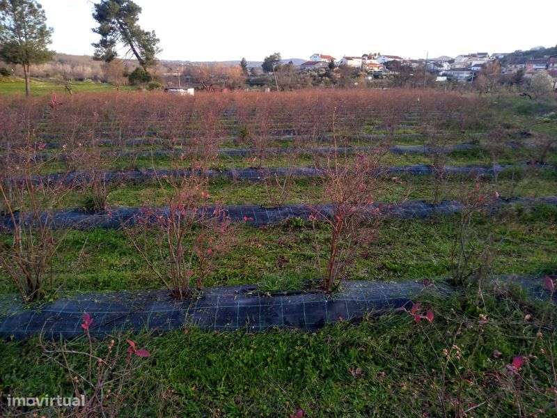 Imóvel p/ recuperar e Plantações. - Grande imagem: 5/11