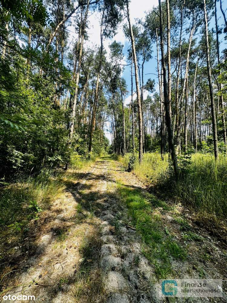 Działka 3000 m2 pod zabudowę mieszkalną - Pełny obrazek: 5/17