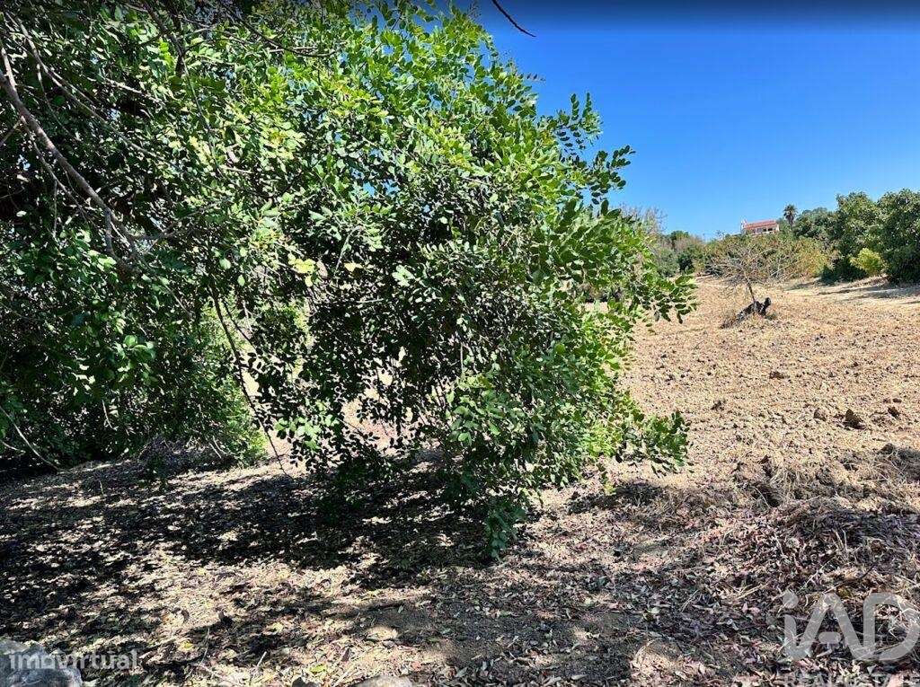 Terreno em Luz de Tavira e Santo Estêvão de 3700,00 m2 - Grande imagem: 4/10