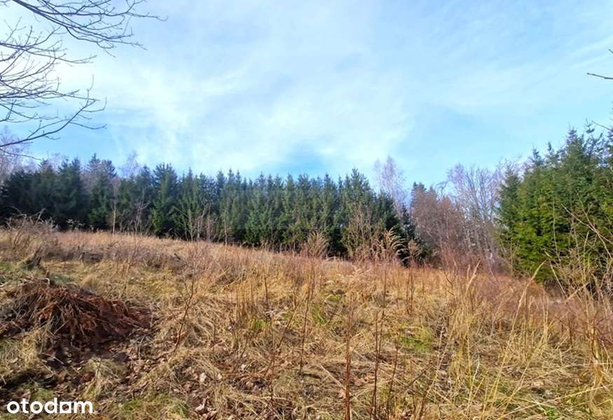 Duża działka budowlano-inwestycyjna/Góry Sowie!-2