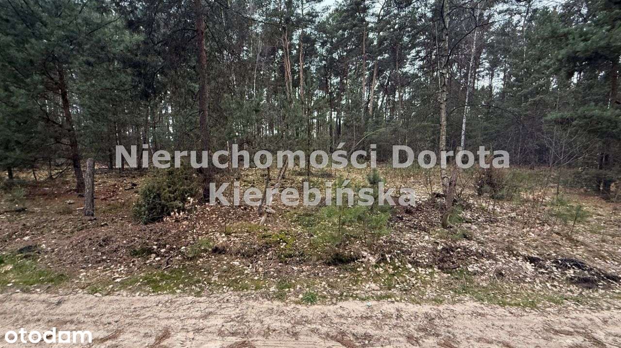 Dzia≥łka leśna w Karolinowie przy Zalewie. - Pełny obrazek: 4/12