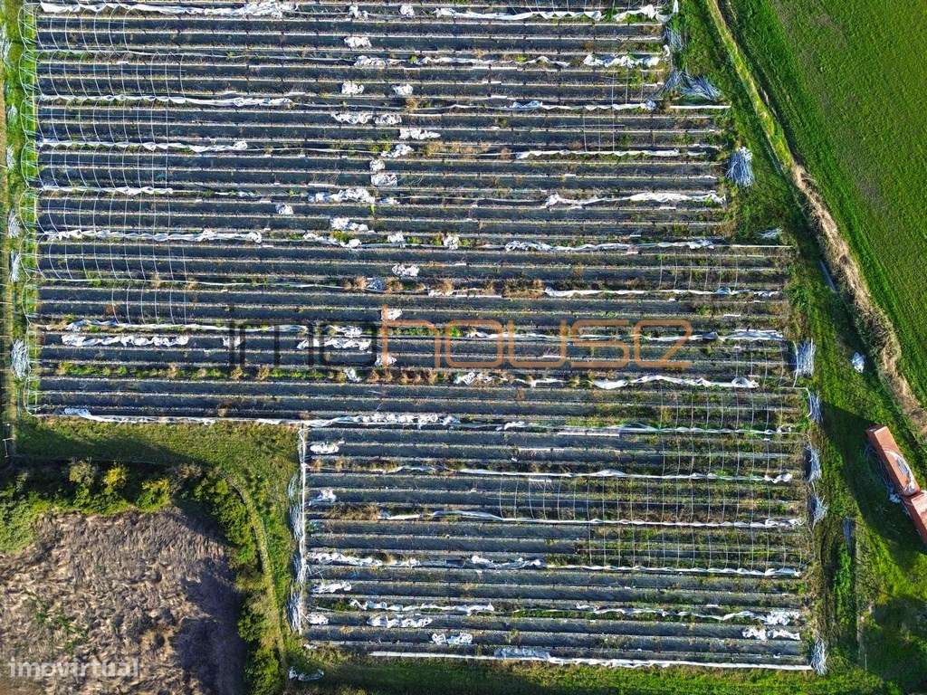 Quinta de 3,24ha - A 5min. Montemor-o-Velho - Grande imagem: 5/11